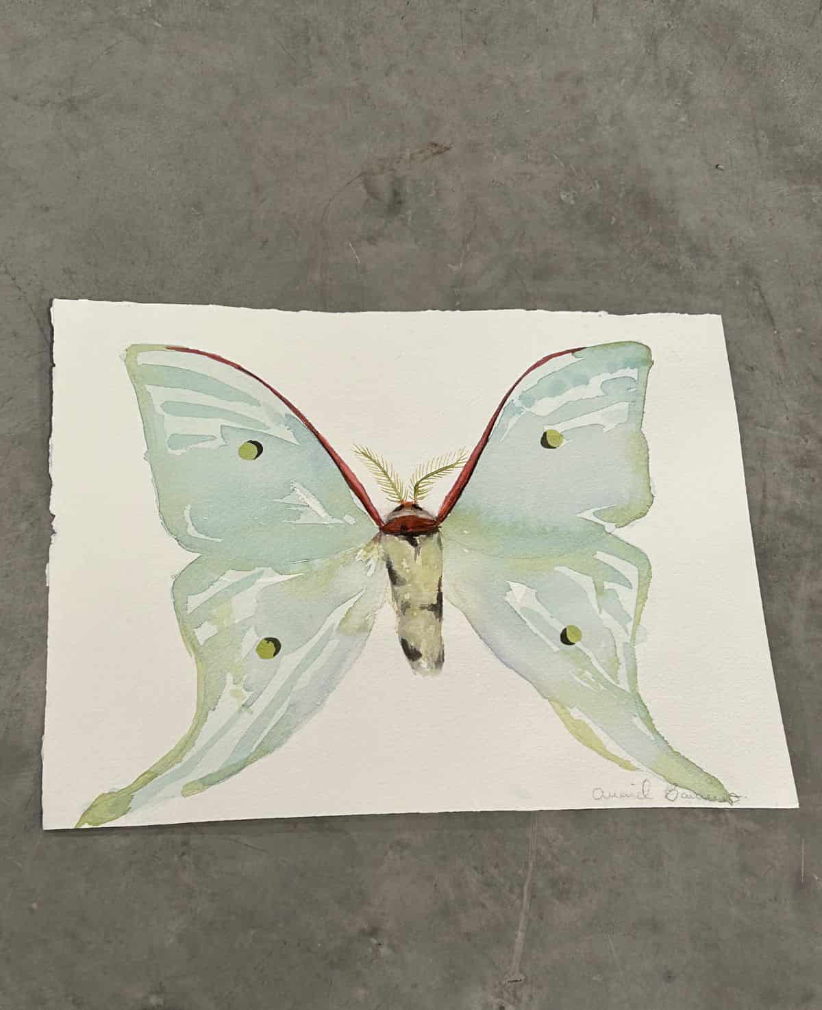 Mariposa menta