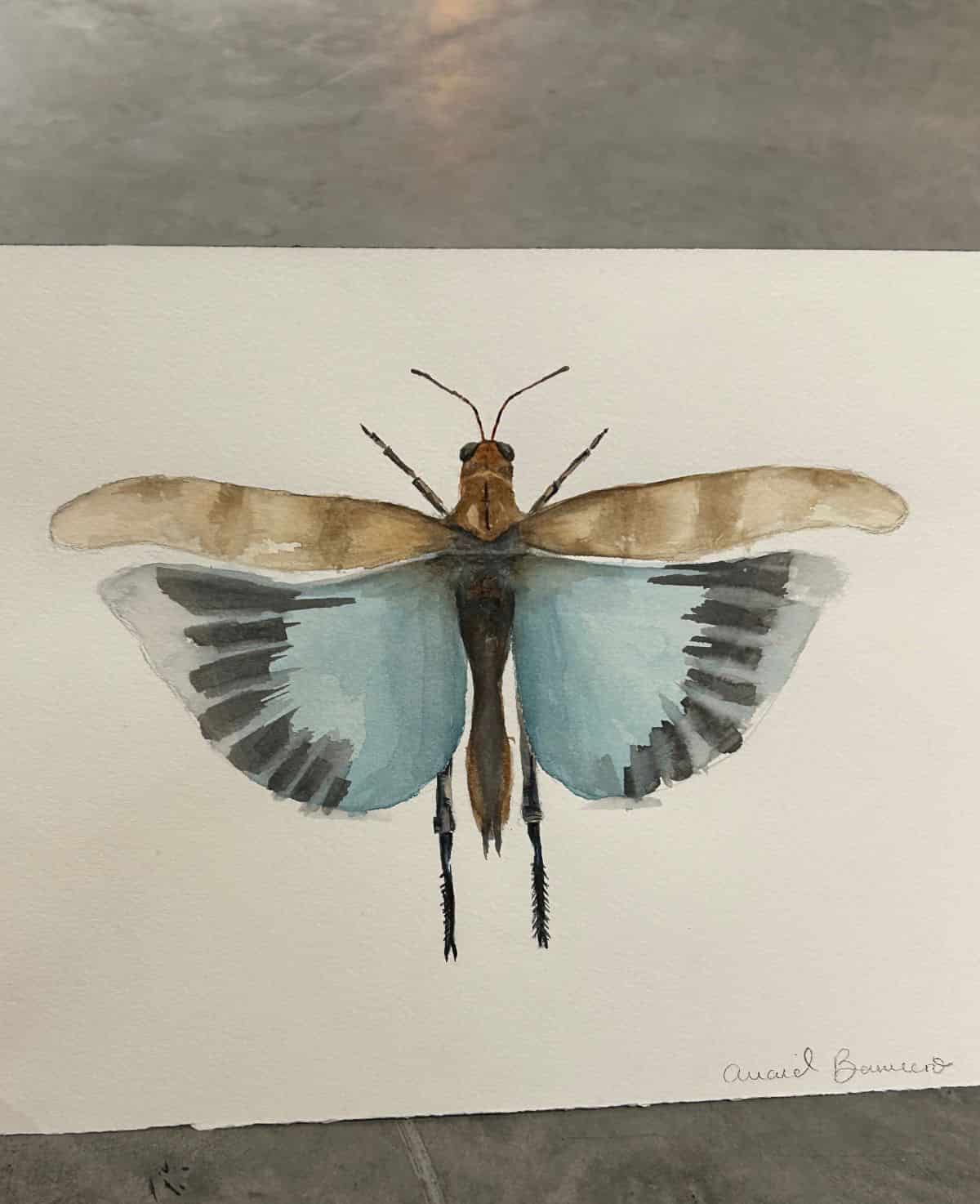 mariposa aqua 1